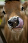 cows에 관한 128개의 최상의 Pinterest 이미지 | 농장 동물, 소 및 시골 생활 cows