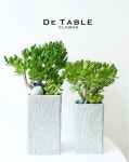 orchids garden에 있는 Detable Flower님의 핀 | 다육 식물, 꽃꽂이, 꽃다발