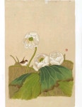 연화도 (Lotus flower)