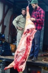 Butchering에 관한 10개의 최상의 Pinterest 이미지 | 농장, 돼지고기 및 염소 Butchering