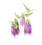 Campanula punctata Watercolor Painting by jk보태니컬아트