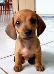 Dogs의 최고 인기 이미지 21개 Dogs