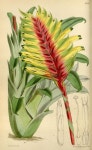 동탄플로리아&화성조경 | FLORA에 관한 41개의 최상의 Pinterest 이미지 | 플랭크, 식물 및 자연 FLORA