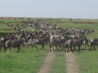 15 Days Safari to Kenya-Uganda-Tanzania. | 얼룩말