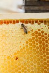 Alles wichtige zur Honigernte | Imkergut Pin on Bienen