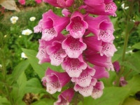 고양대로, #Goyang-daero, South #Korea | Places to visit, Flowers, Plants
