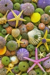 Unda  da sea에 관한 654개의 최상의 Pinterest 이미지 | 불가사리, 별 및 애니멀 킹덤 Unda  da sea