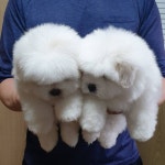 한국꼬똥켄넬(Since2002)010-8563-0779 on Instagram: “글수정하다 본문이 지워져버렸음....😆” | Dog cat, Cute dogs