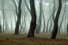 Hwang Sung Park in Gyeongju historic city 경주 황성공원 숲 forest misty gyeongju © Twostar K