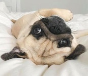 141 best Pugs images on Pinterest | 강아지, 퍼그 강아지 및 아기 퍼그 Pugs