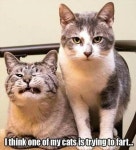 Humour에 관한 76개의 최상의 Pinterest 이미지 | 웃긴 동물, 웃긴 사진 및 재미있는 것들 Humour