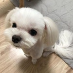 은비까비 잘지내구있어요 벌써 3살이네요 ㅠㅠ 새끼때부터 #인스타... 이뻐해주세요#개#강아지 #말티즈 #반려견 #애견인 #댕댕이 ... in 2020... 