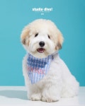 Studio dive pet: 귀여운 강아지 Studio dive pet: 귀여운 강아지 | Pet advertising, Siberian husky puppies, Funny dogs