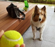 A little morning fetch?💬 You know it!! 👁👁❣ .  가벼운 공놀이로 하루 시작해볼까~? ㄴ ㅔ!!!... 
