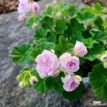 중대품 밀필드로즈 제라늄 로즈버드 제라늄 조날(Pelargonium(Geranium)) - 공기정화식물(air purifying plants)