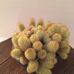황금사(Mammillaria elongata) - 선인장(Cactus)