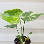 [무늬몬스테라] J0862 -동일품 배송- 높이30cm 폭25cm(Monstera deliciosa) - 공기정화식물(air purifying plants)