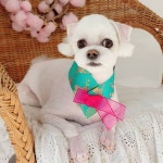 #트리밍매직 #말티즈미용 #말티즈얼굴컷 #가위컷 #광교애견미용 #광교애견스파 #오픈형미용실 #오픈애견미용실 #광교호수공원... 