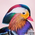 Mandarin Duck | 새