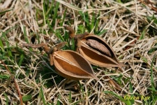 오동나무 씨앗, paulaunia coreana seed pod