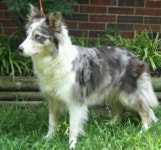 Blue merle border collie | 보더 콜리