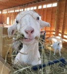 GOATS에 관한 95개의 최상의 Pinterest 이미지 | 염소, 농장 동물 및 농장 GOATS