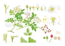 #보태니컬아트 #보타니컬아트 #보태니컬일러스트 #보타닉 #수채화 #식물그림 #식물수채화 #일러스트 #식물일러스트…