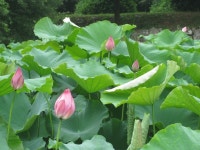 「민화」おしゃれまとめの人気アイデア｜Pinterest｜토깽맘 Kim | 蓮の花, 花, 植物 花