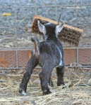 Goats에 관한 13개의 최상의 Pinterest 이미지 | 염소, 농장 및 농장 동물 Goats