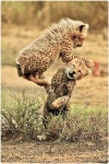 Cheetah cubs playing and at the same practicing their survival skills. | 귀여운 동물, 동물