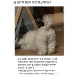 빵실 궁댕이 댕댕이 빵실 궁댕이 댕댕이 - 2024 | 귀여운 동물 사진, 동물 사진, 동물