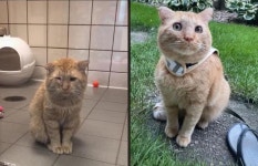 세상 슬픈 고양이, 입양 1년 만에 세상 행복한 고양이로 변신 - 2020 | 입양, 고양이, 강아지