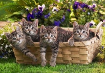 Cats에 관한 50개의 최상의 Pinterest 이미지 | 새끼 고양이, 고양이 및 애완동물 Cats