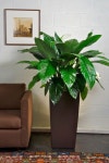 •경주 펜트하우스 SG빌라앤호텔만의 특별함~! Plant 자연과 공존하는 풀빌라 | Jardinagem em vasos, Decoração com flores... 