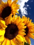 Sunflowers | 꽃
