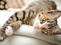 Cats에 관한 46개의 최상의 Pinterest 이미지 | 새끼 고양이, Cute kittens 및 귀여운 동물 Cats