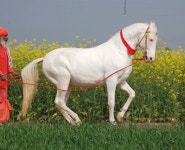 These Marwari horses are spoiled and pampered by their owners. They are shown and used for studding to create great offspring. | 말