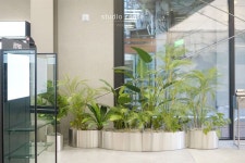 [Planterior] Oliveyoung Dongseong-ro, Daegu 올리브영 대구동성로점