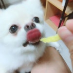 깔끔하개 밀어주개 | 강아지, 치와와, 애완동물