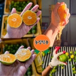 [황금농원]서귀포 고당도 조생 귤 첫출하, 5kg[중대과(L-..., 1박스 8,910원