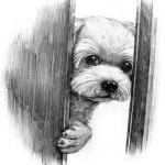 누구세요?who are you? #동물캐릭터 #말티즈 #강아지그림 #이모티콘 #연필그림 #손그림 #그림주문 #캐릭터주문