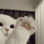 ปักพินโดย sorawi25_th ใน Cat (고양이)♡.