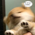 나 갈구지 마요..