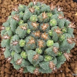 신상)단자도로시(대) 0705(1).G.71(Lithops dorotheae) - 선인장(Cactus)