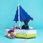 확대하면 더귀엽개  확대하면 더귀엽개  . . . . . . #모델#강아지#촬영#프로필사진#프로필촬영#반려견#독스타그램#맞팔... 