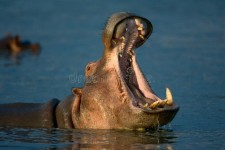 Hippo stock image. Image of amphibius, african, river - 2423457 Hippo. Potamus... teeth | Hippopotamus, Animal sleeve tattoo, Hippo