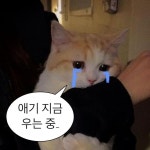 Pin di ㅤㅤㅤ su 내가 만든 짤 | Adorabili gattini, Gattini, Animali carini