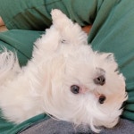 [New] The 10 Best Home Decor (with Pictures) -  #언니 의 #무릎강아지 가 된 #까꿍이6개월 . . 맨날 언니가 사진 보내줘서 ㅋㅋ 행복함... 