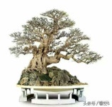 Pin oleh 영수 권 di 소나무 | Pohon bonsai, Bonsai, Pohon