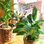 OPEN 9:00AM A 부산 사하구 감내2로 113 더플레이트(감천문화마을 내 천덕수우물 옆… | Gift shop, Wedding decorations, County... 